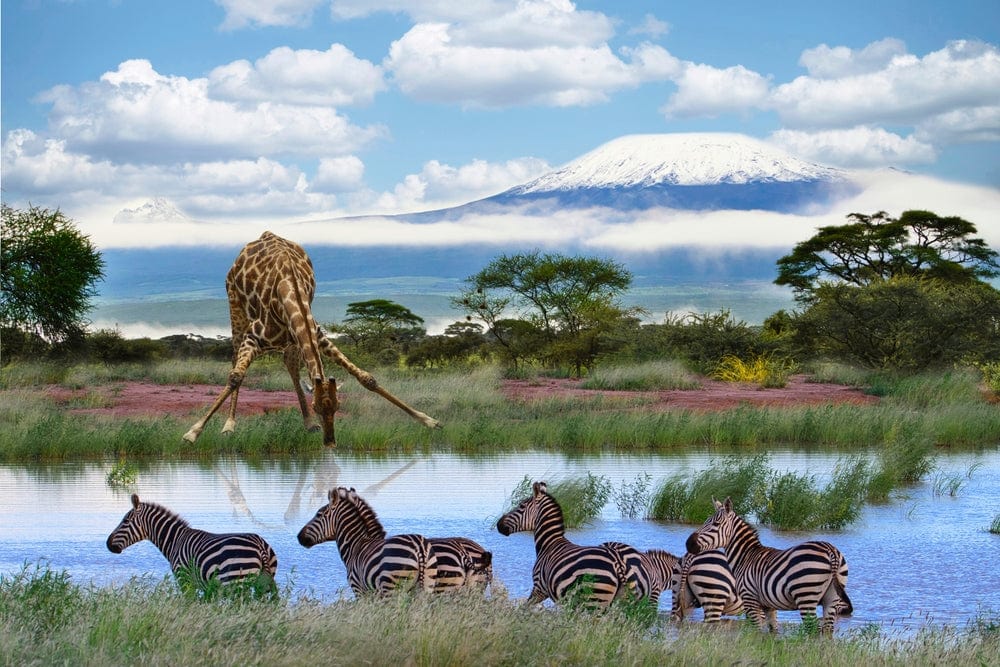 Giraffes_and_Mount_Kilimanjaro_in_Amboseli_National_Park_Kenya