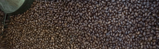 weaverscoffee.sbs Coffee roasting cooling tray filled with Kenya Coffee Peaberry.
