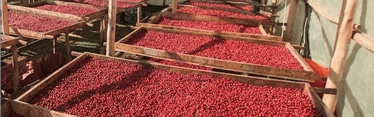 weaverscoffee.sbs Uganda Coffee