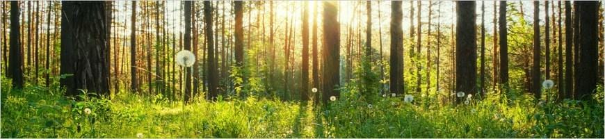 weaverscoffee.sbs Image of forest.