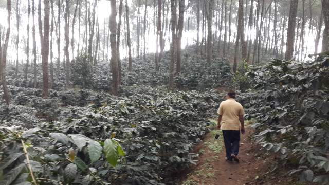 weaverscoffee.sbs Coffee farm in Java where they grow Java Coffee Beans.