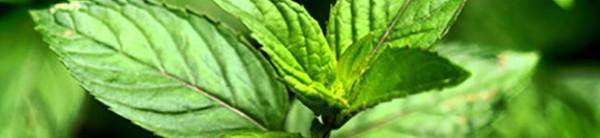 weaverscoffee.sbs Peppermint Herbal Tea