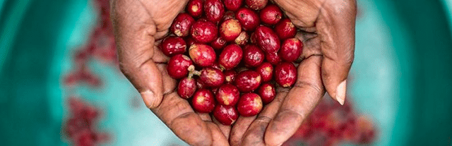 weaverscoffee.sbs Womans hands holding Red Coffee Cherries of Rwanda Coffee.