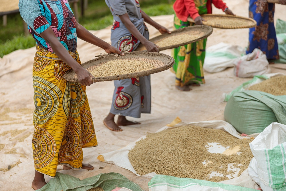 Cropped photo of female coffee farmers sorting through coffee cherries at farm in Africa.