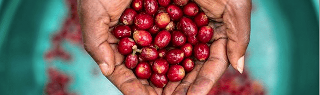 weaverscoffee.sbs Rwanda Coffee