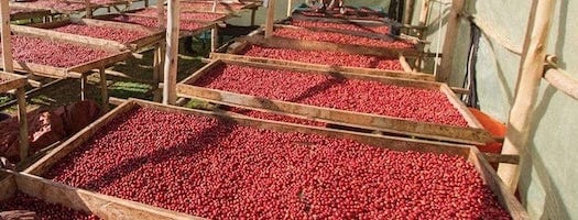 weaverscoffee.sbs Uganda Coffee