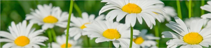 weaverscoffee.sbs Flowers from Chamomile Herbal Tea.