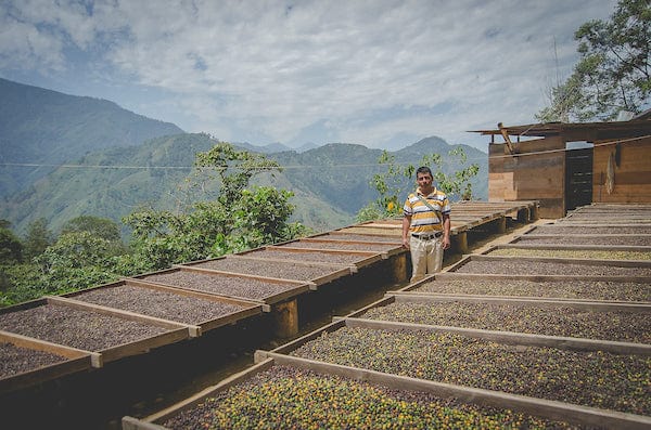 weaverscoffee.sbs Coffee farmer stands with drying trays of Guatemala Antigua Coffee.