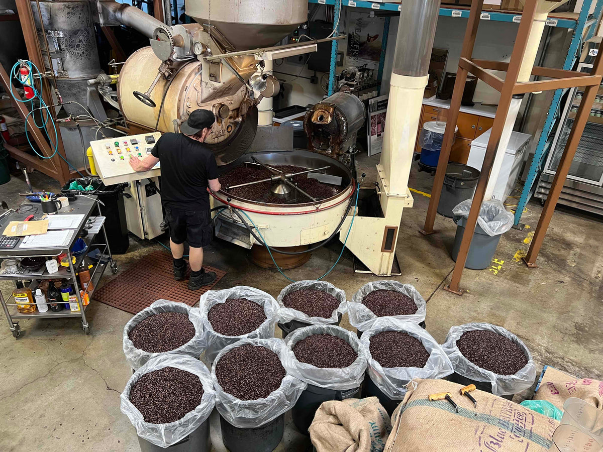 weaverscoffee.sbs Coffee roaster at Probat roaster with buckets of French Roast Coffee.