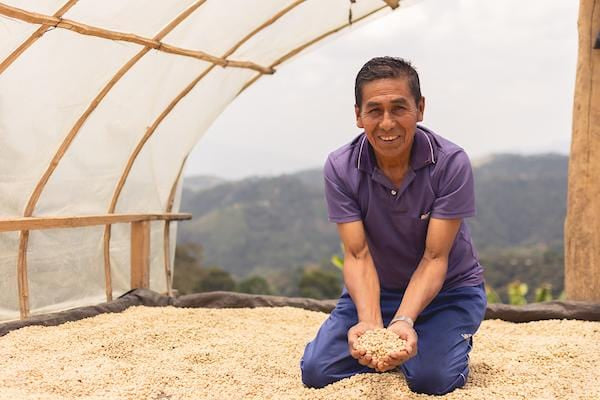 Peruvian Coffee Farmer holds green coffee beans.