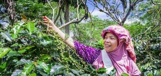 weaverscoffee.sbs Sumatra Coffee
