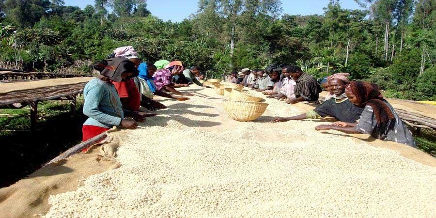 weaverscoffee.sbs Women coffee farmers picking through green coffee beans of Ethiopian Coffee.