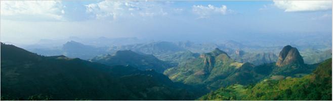 weaverscoffee.sbs Image of Coffee farm where they grow Ethiopian Coffee.