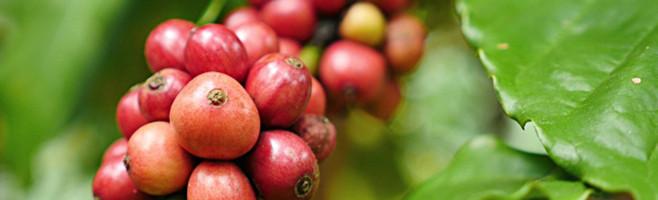 weaverscoffee.sbs Photo of coffee cherries on the tree of the Original Blend Coffee.