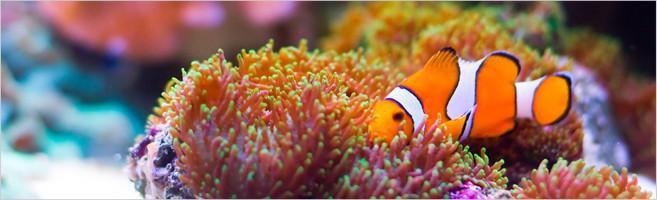 weaverscoffee.sbs Photo of a fish in the Indonesia waters of Papua New Guinea.