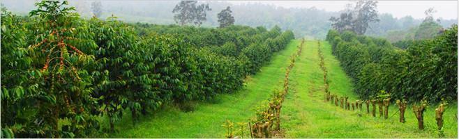 weaverscoffee.sbs Peaberry Reserve Coffee Farm.